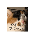 まるにゃん(猫)のスタンプ（個別スタンプ：1）