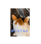 まるにゃん(猫)のスタンプ（個別スタンプ：2）