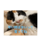 まるにゃん(猫)のスタンプ（個別スタンプ：3）
