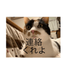 まるにゃん(猫)のスタンプ（個別スタンプ：4）