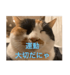 まるにゃん(猫)のスタンプ（個別スタンプ：5）