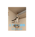 まるにゃん(猫)のスタンプ（個別スタンプ：6）