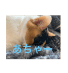 まるにゃん(猫)のスタンプ（個別スタンプ：7）