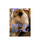 まるにゃん(猫)のスタンプ（個別スタンプ：8）