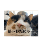 まるにゃん(猫)のスタンプ（個別スタンプ：9）
