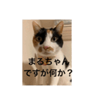 まるにゃん(猫)のスタンプ（個別スタンプ：10）