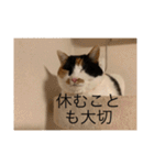 まるにゃん(猫)のスタンプ（個別スタンプ：11）