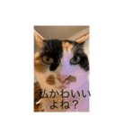 まるにゃん(猫)のスタンプ（個別スタンプ：12）