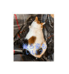 まるにゃん(猫)のスタンプ（個別スタンプ：13）