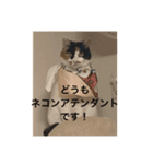 まるにゃん(猫)のスタンプ（個別スタンプ：15）