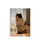 まるにゃん(猫)のスタンプ（個別スタンプ：16）