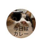 まるにゃん(猫)のスタンプ（個別スタンプ：18）
