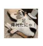 まるにゃん(猫)のスタンプ（個別スタンプ：21）