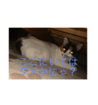 まるにゃん(猫)のスタンプ（個別スタンプ：23）