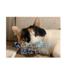 まるにゃん(猫)のスタンプ（個別スタンプ：24）