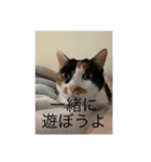 まるにゃん(猫)のスタンプ（個別スタンプ：25）