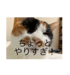 まるにゃん(猫)のスタンプ（個別スタンプ：26）