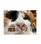 まるにゃん(猫)のスタンプ（個別スタンプ：28）