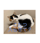 まるにゃん(猫)のスタンプ（個別スタンプ：29）