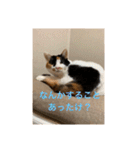 まるにゃん(猫)のスタンプ（個別スタンプ：30）