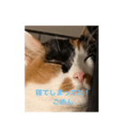 まるにゃん(猫)のスタンプ（個別スタンプ：31）