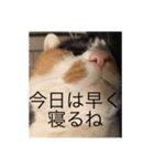 まるにゃん(猫)のスタンプ（個別スタンプ：32）