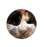 まるにゃん(猫)のスタンプ（個別スタンプ：34）