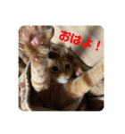 茶虎猫れつくんスタンプ（個別スタンプ：1）
