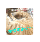 茶虎猫れつくんスタンプ（個別スタンプ：2）
