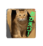 茶虎猫れつくんスタンプ（個別スタンプ：4）