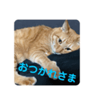 茶虎猫れつくんスタンプ（個別スタンプ：5）
