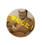 茶虎猫れつくんスタンプ（個別スタンプ：7）
