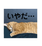 茶虎猫れつくんスタンプ（個別スタンプ：8）