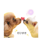 〜わが家の愛犬〜     mikan❤︎cherry（個別スタンプ：1）