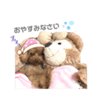 〜わが家の愛犬〜     mikan❤︎cherry（個別スタンプ：3）