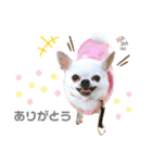 〜わが家の愛犬〜     mikan❤︎cherry（個別スタンプ：4）