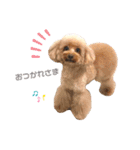 〜わが家の愛犬〜     mikan❤︎cherry（個別スタンプ：6）