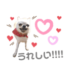 〜わが家の愛犬〜     mikan❤︎cherry（個別スタンプ：7）