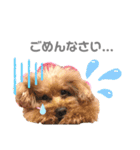 〜わが家の愛犬〜     mikan❤︎cherry（個別スタンプ：8）