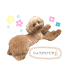 〜わが家の愛犬〜     mikan❤︎cherry（個別スタンプ：11）