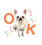 〜わが家の愛犬〜     mikan❤︎cherry（個別スタンプ：12）