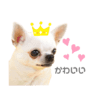 〜わが家の愛犬〜     mikan❤︎cherry（個別スタンプ：13）