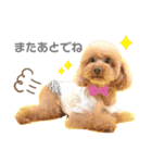 〜わが家の愛犬〜     mikan❤︎cherry（個別スタンプ：14）