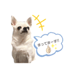 〜わが家の愛犬〜     mikan❤︎cherry（個別スタンプ：15）