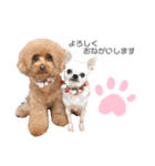 〜わが家の愛犬〜     mikan❤︎cherry（個別スタンプ：16）