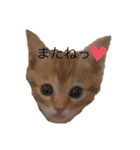 茶とらのあいすくん。ときどききゃめる（個別スタンプ：13）