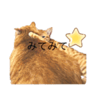 茶とらのあいすくん。ときどききゃめる（個別スタンプ：16）