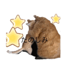 茶とらのあいすくん。ときどききゃめる（個別スタンプ：17）