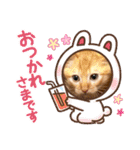 茶とらのあいすくん。ときどききゃめる（個別スタンプ：25）