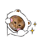 茶とらのあいすくん。ときどききゃめる（個別スタンプ：27）
